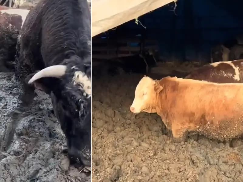 Kurban Bayramı Öncesi Hayvanların Kilo Alma Yöntemleri İnceleniyor