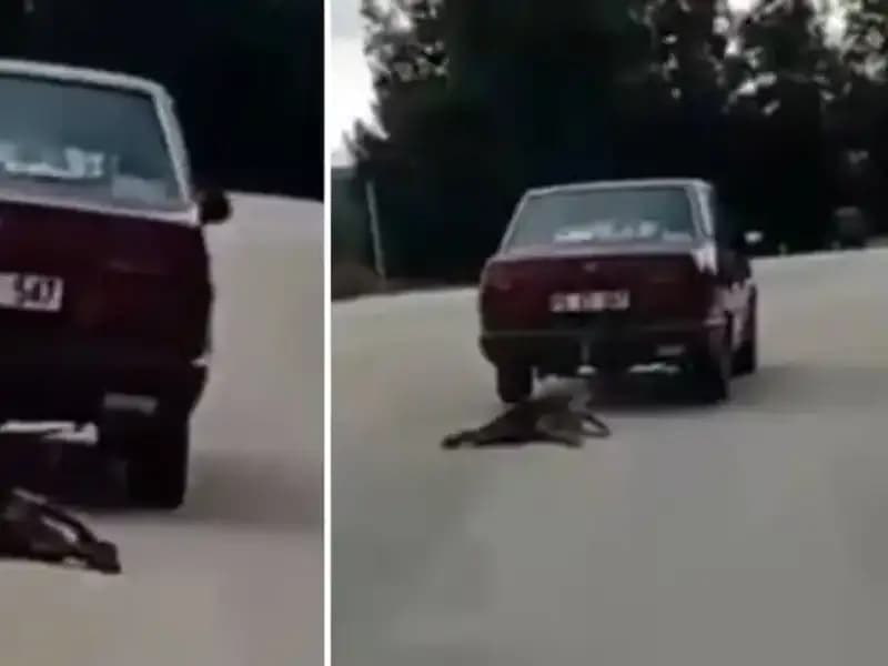 Yanlış Bağlantı: Otomobil Arkasına Bağlanan Köpek Nasıl Sürükleniyor?