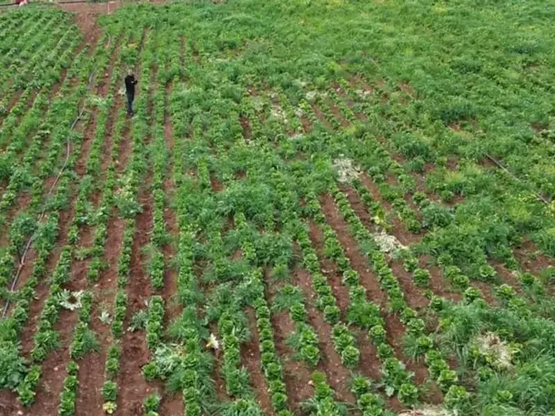 Kuraklık Marul Hasadını Tehdit Ediyor: Tarım Alanında Endişe Verici Durum