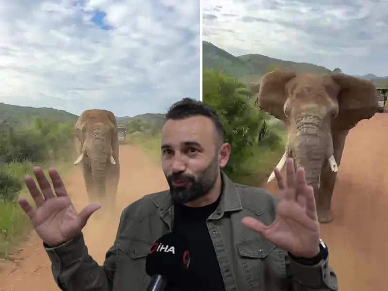 Türk Turistlerin Güney Afrika Safari Kabusu: Fil Kovaladı