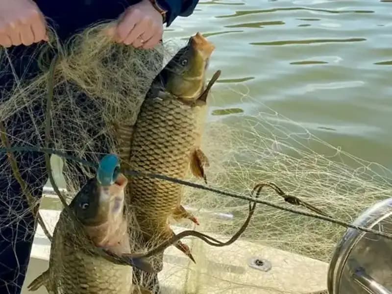 Samsun'da Ağa Takılan Balıkların Dramı ve Kurtuluşu