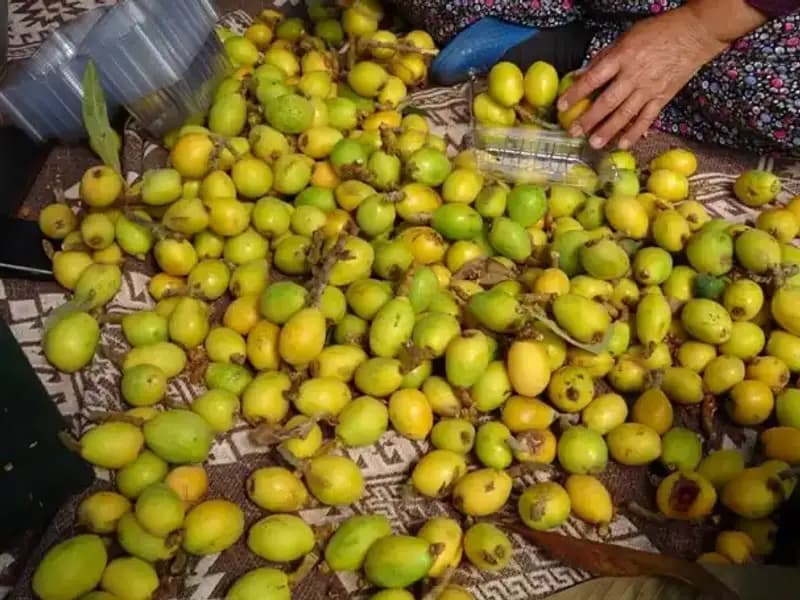 Bu Yıl Muşmula Hasadında Rekor Fiyatlar: Kilosu 150 TL!