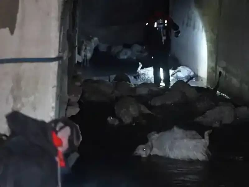 Keskin Koku Alarmı: Onlarca Hayvanın Telef Olmasına Neden Oldu