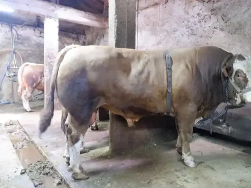 Tam 1 Ton 200 Kilo: Bu Eşsiz Ürün Alıcısını Buldu, Fiyatı Şaşırttı!