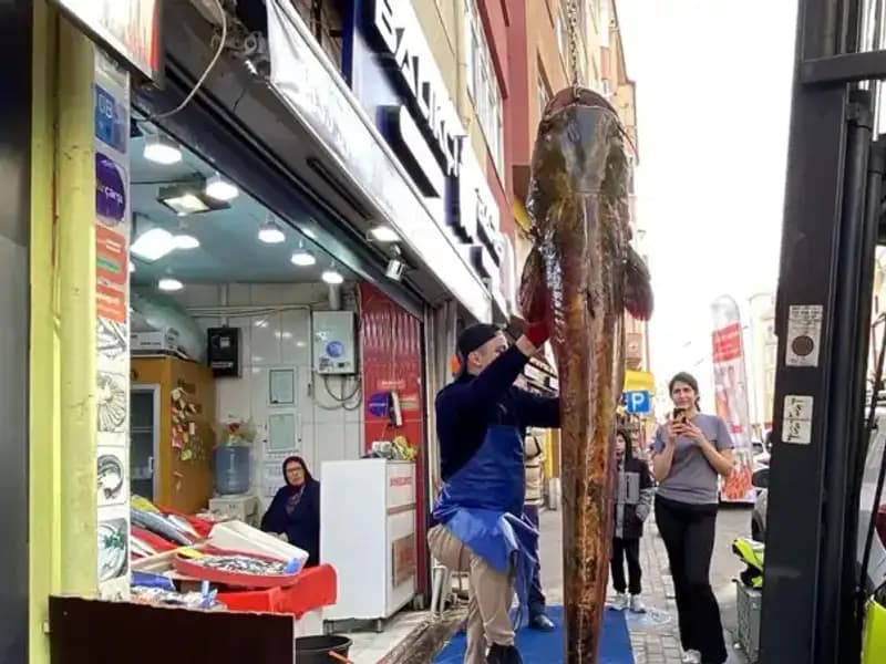 Meriç Nehri'nde Yakalanan 3 Metrelik Dev Balık Şaşkınlık Yarattı!