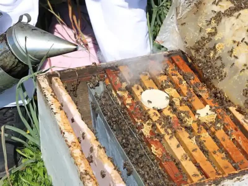 Genç Arıcı, Ata Mesleğini Yaşatıyor ve Yurt Dışına Bal İhraç Ediyor