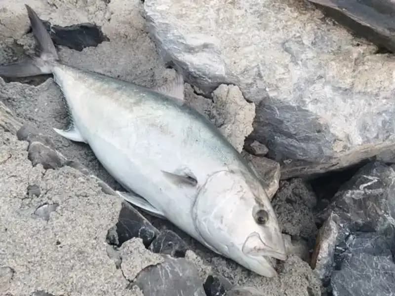 ** Oltayla Efsanevi 65 Kilo Balık Yakaladı, 18 Bin TL’yi Cebine Koydu!**