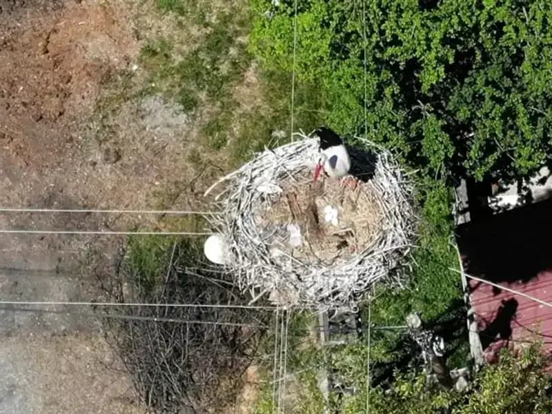 Baharın Müjdecisi: 22 Yıldır Aynı Yerde Yuva Kurmuş Bir Kuş