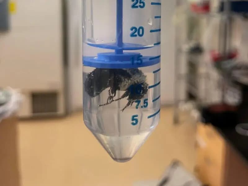 Kraliçe Bombus Arıları Su Altında Bir Hafta Hayatta Kalabiliyor