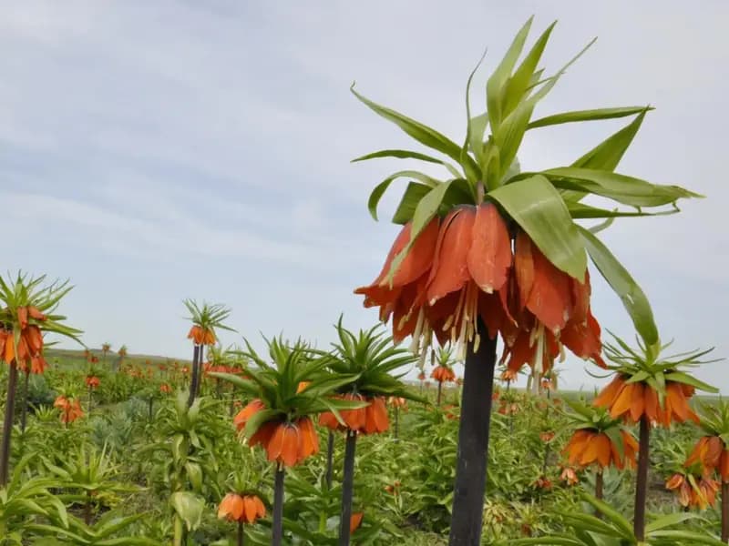 İhracatı Yasağı ve Kotaya Tabi Doğal Çiçek Soğanları Belirlendi