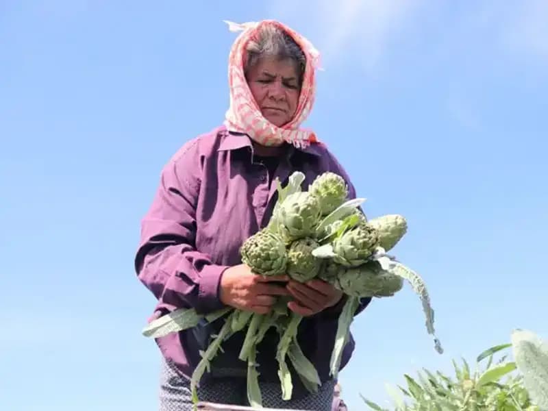 Tarladan Sofralara: Tezgahta Tek Tanesi 50 TL’ye Satılan Ürün Nedir?