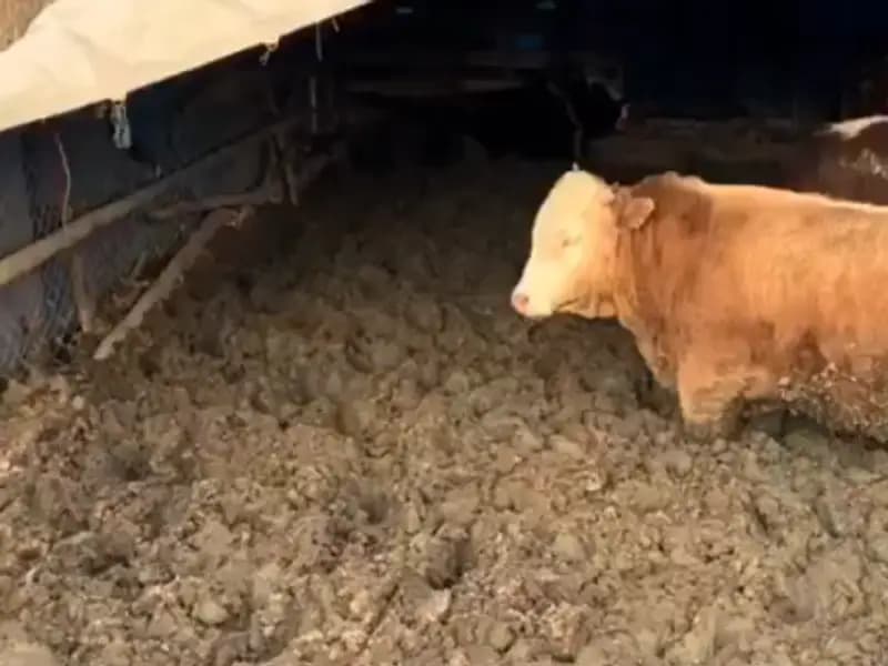 Çorum'da Hayvan Refahı İhlali: İşletmeye Ceza Kesildi