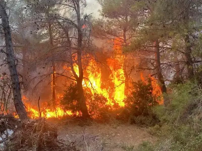Ormanda Yangın Çıkaran Kardeşlere Şok Para Cezası: Doğaya Düşkünlük Nasıl Unutulur?