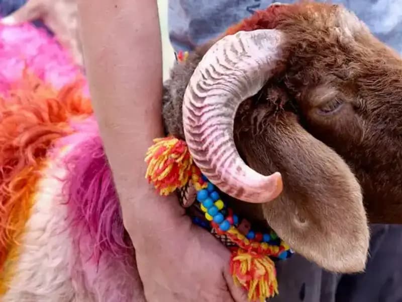 Kurban Bayramı'na Kaç Gün Kaldı? Tarih ve Detaylar Burada!