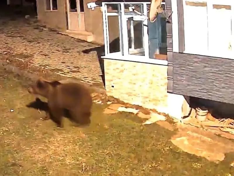 Samsun'da Evin Bahçesine Giren Ayı Güvenlik Kamerasında Görüntülendi