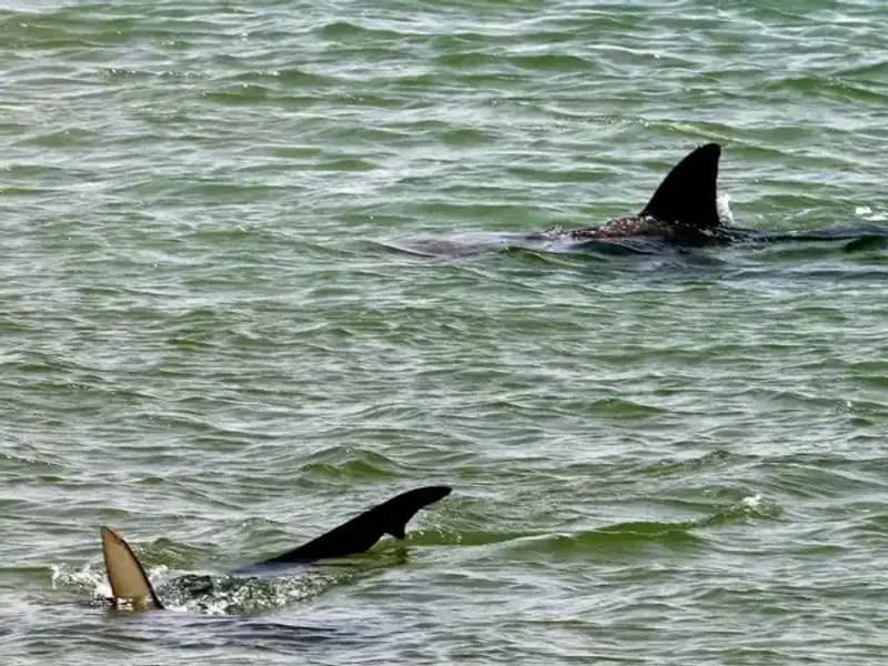 Sosyal Medya ve Ünlüler: Köpekbalığı Saldırılarına Neden Oluyor Mu?