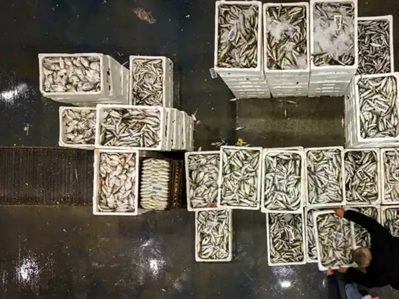 Denizlerin Sessizliği: Av Yasağı Dönemi Başlıyor!