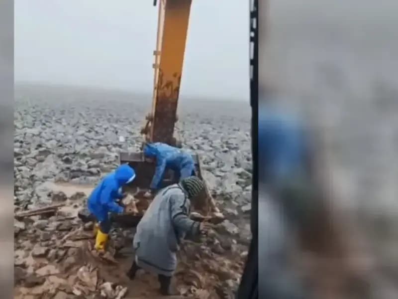 Şanlıurfa'da Çamura Saplanan İnek Kepçe ile Kurtarıldı