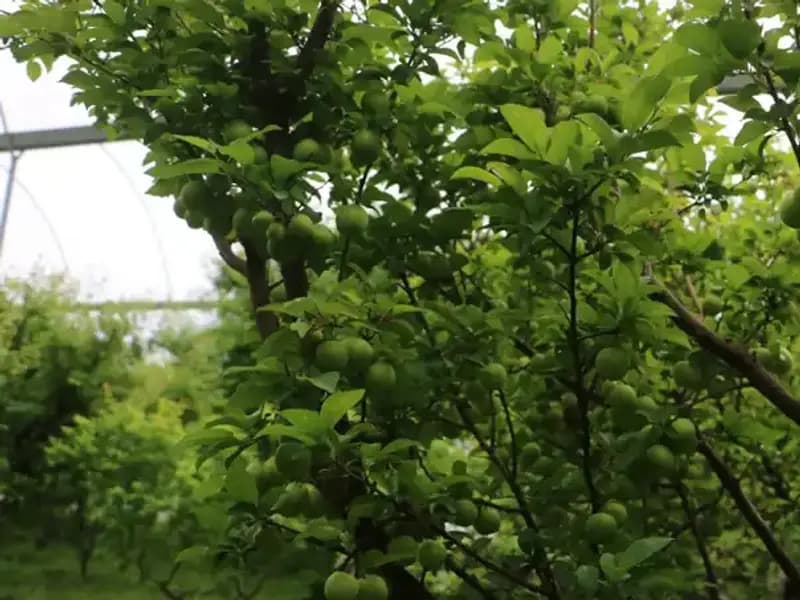 Hatay'dan Dünyaya Açılan Kapı: 500 TL'lik Yüksek Kalite Ürünler