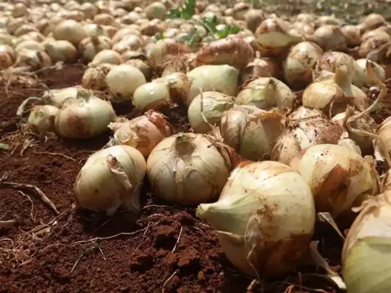 Hatay'da Soğan Hasadı Başladı: Çiftçilerin Yüzü Gülüyor, Rekolte Yüksek