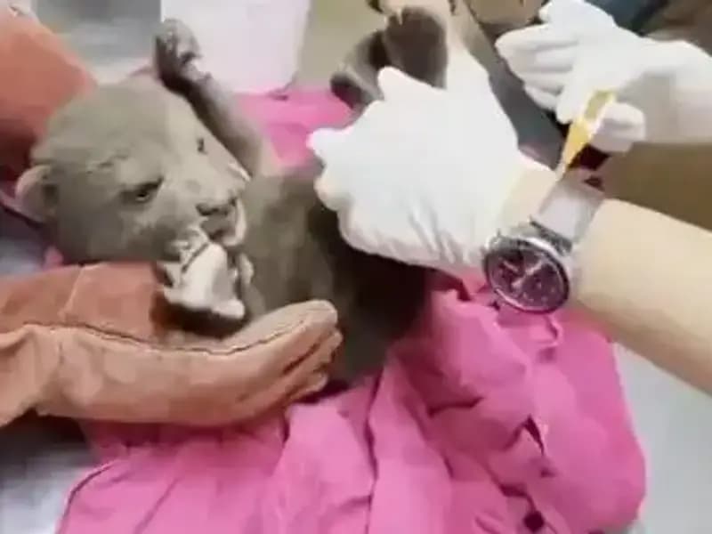 Karabük’te Minik Bozayı Keşfedildi: Doğa Severler İçin Umut Verici Bir Olay