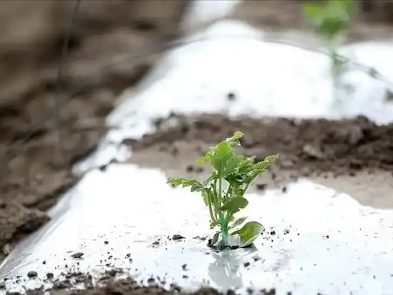 Zirai Don Desteği Başvurusu: Adım Adım Rehber