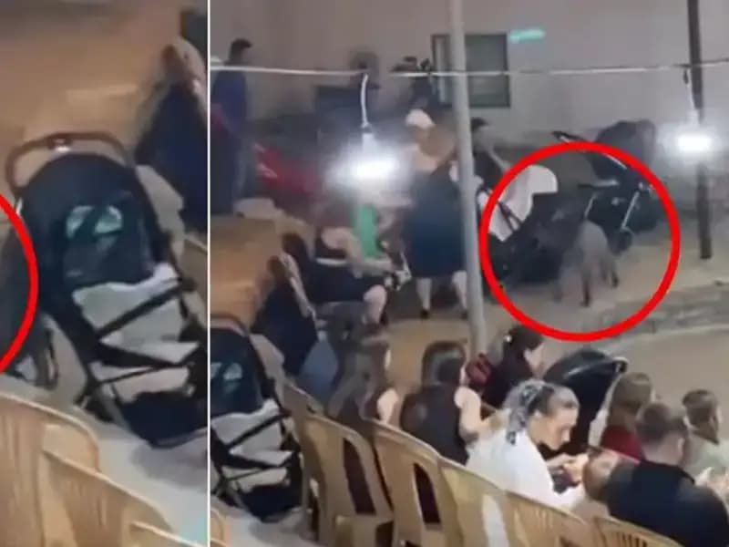 Düğün Coşkusuna Yaban Domuzu Karıştı: Paniğin Ardındaki Hikaye