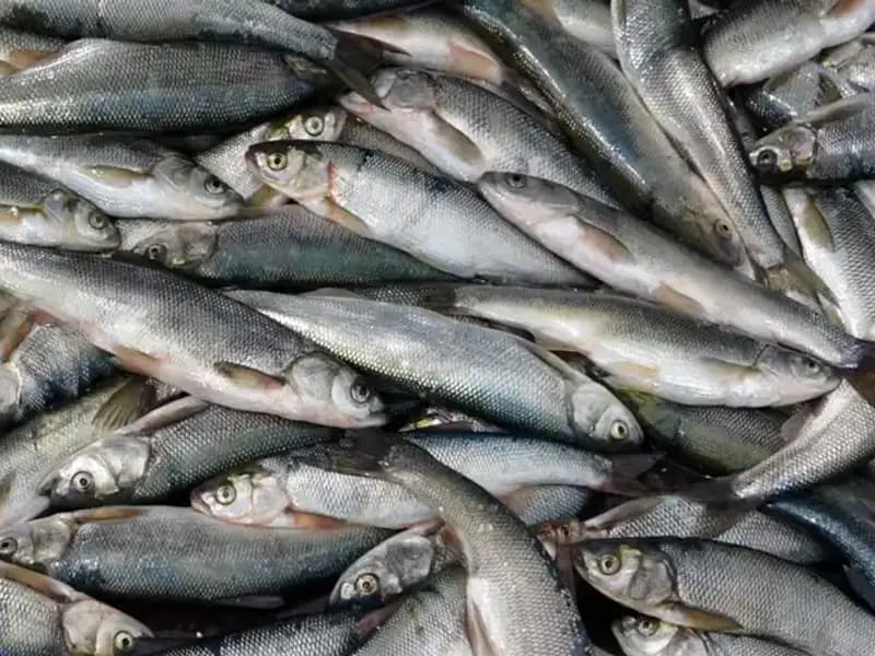 Van Gölü’nde İnci Kefali Av Yasağı: Son Ağlar Çekildi