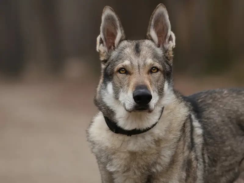Türkiye'de Bulunan 16 Bin Yıllık En Eski Köpek DNA'sı Keşfi