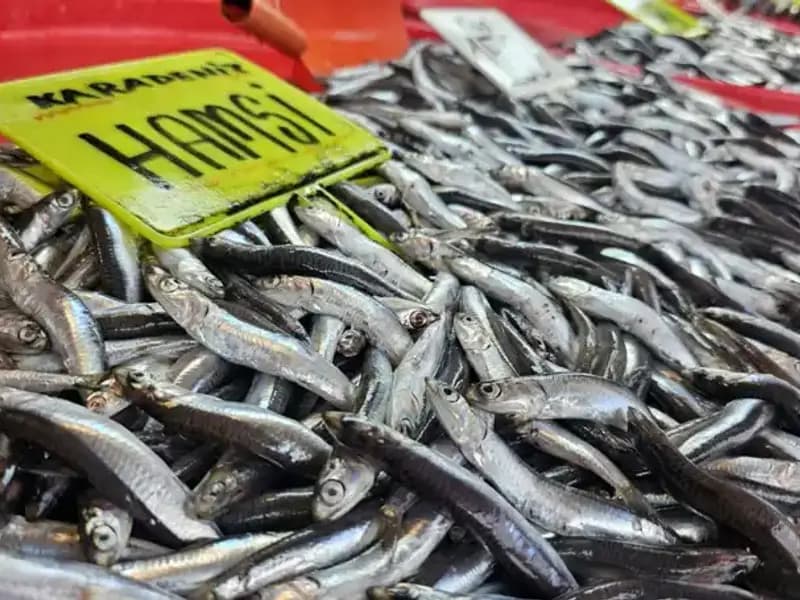 Hamsi, Sardalya ve Levrek: Balık Tezgahlarında Şenlik Zamanı!