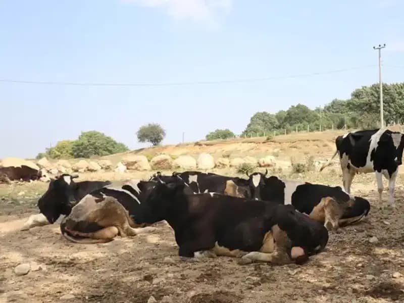 Şap Hastalığına Karşı Önlemler: 22 Köyde Giriş Çıkış Kısıtlaması Uygulandı