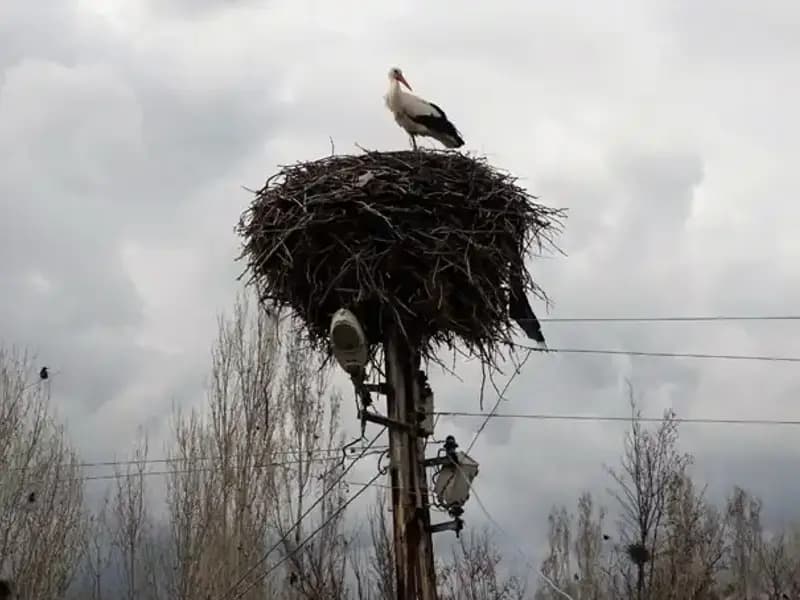 Leylekler Muş Ovası'na Kucak Açtı: Baharın Habercisi Geldi!