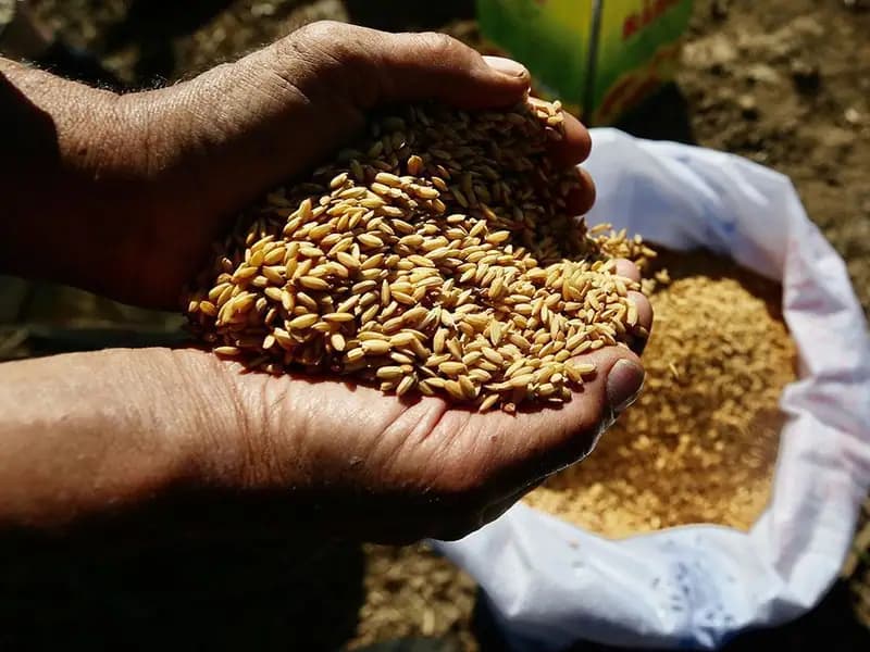 Ata Tohumları Tarım Kredi Marketlerinde Şimdi Satışta!