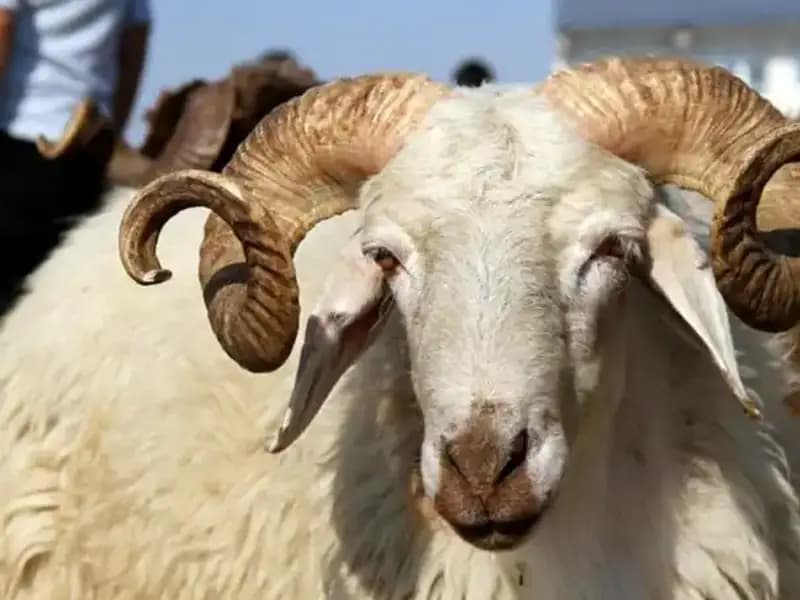 Kurban Bayramı 2025 Tarihleri: Tatil Planınızı Yapın!