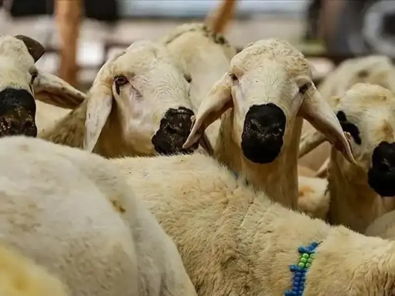 Kurban Bayramı 2025: Kurban Kesmek Farz mı? 10 Soruda Cevap Bulun!