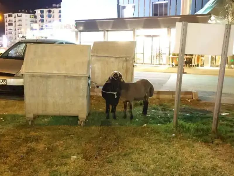 Koyunların Dramı: Mor Karaman Irkı Hayvanlar Yolda Terk Edildi