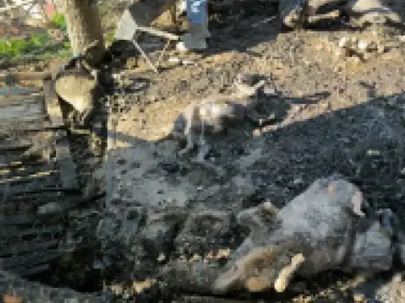 Ağılda Çıkan Yangın 11 Hayvanın Hayatına Mal Oldu