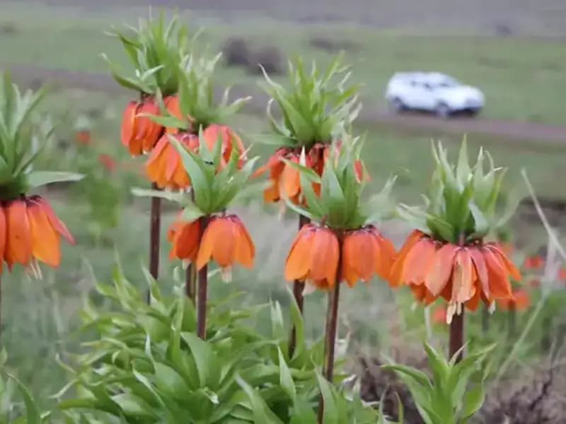 Koruma Altındaki Ters Laleler Bu Yıl Beklenenin Üzerinde Çiçek Açtı