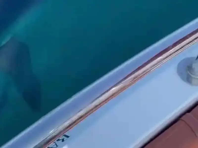 Akdeniz'de Yavru Köpek Balığı Tekneye Saldırdı: Hayvanseverler Şokta!