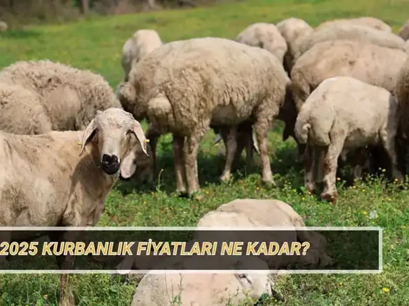 2025 Kurbanlık Fiyatları: Büyükbaş ve Küçükbaş Hayvanların Piyasa Değeri Nedir?