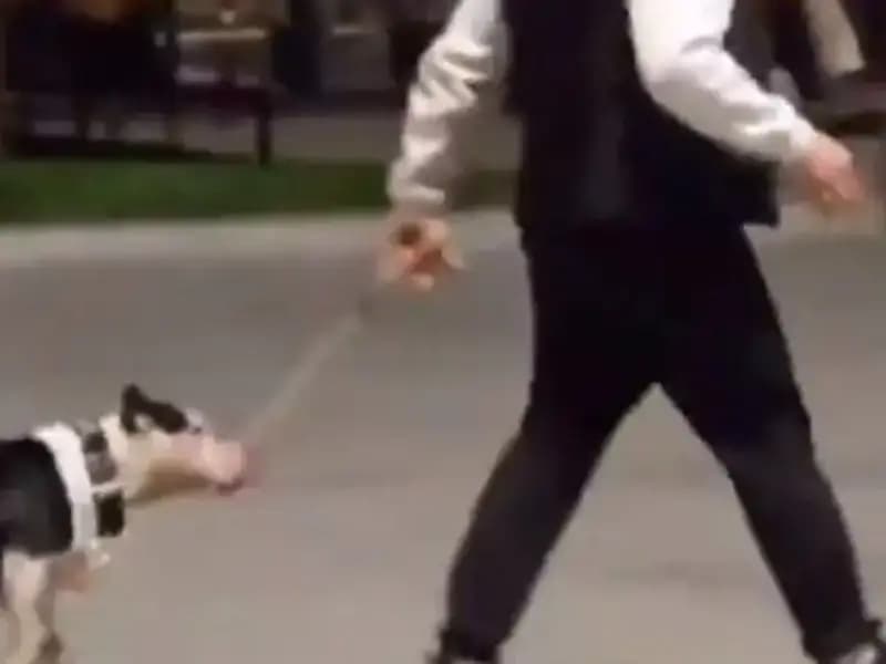 Ağızlıksız Pitbull'un Saldırısı Sonrası Sahibine Para Cezası Verildi