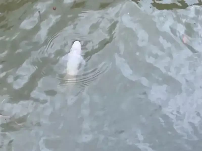 Porsuk Çayı’nda Gizemli Balık Ölümleri: Ne Oluyor?