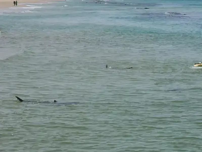 İsrail'de Köpek Balığı Saldırısı: Kayıp Yüzücüyü Arama Çalışmaları Devam Ediyor