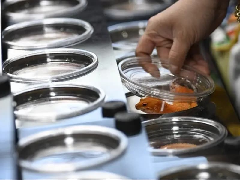 Pekin'de Egzotik Evcil Hayvan Fuarı: Gençlerin İlgi Odağı