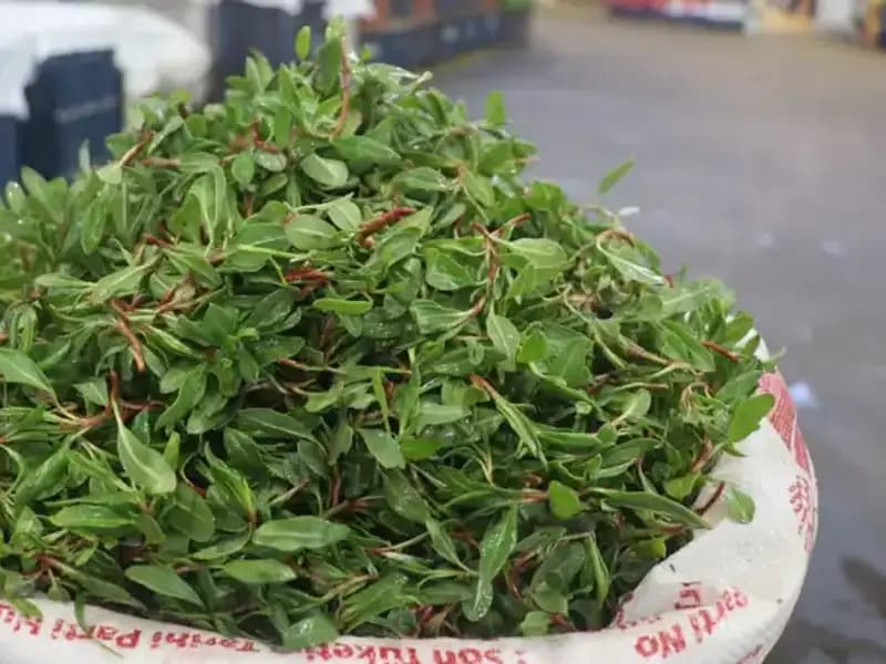 Doğanın İhtişamı: Doğada Bedava, Pazarda 150 TL Olan Şifalı Bitki