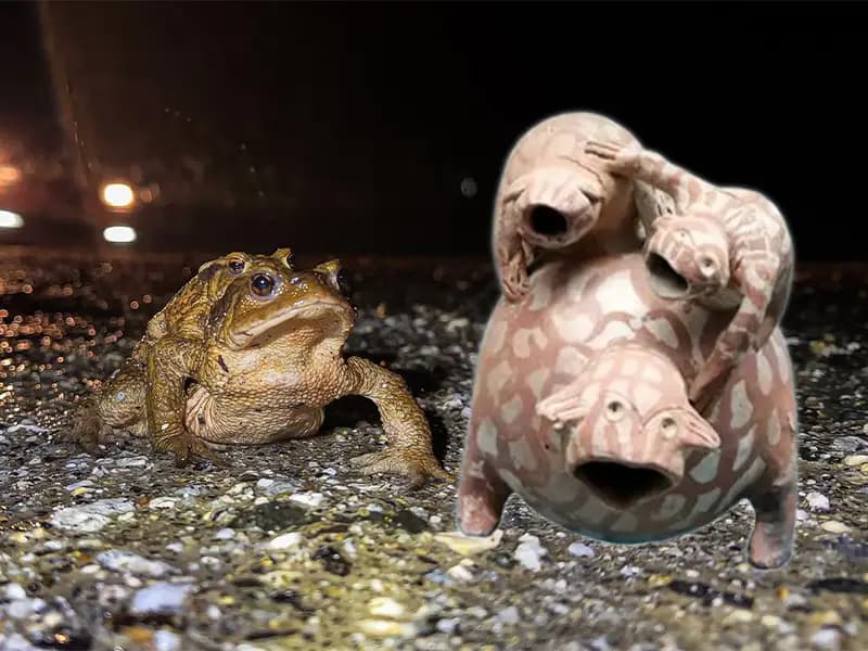 Domaniç’te Kurbağaların Tarihi Göçü Yeniden Başladı