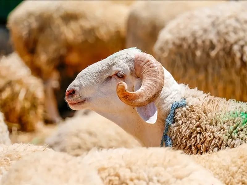 2026 Kurban Bayramı Ne Zaman? Tatil Süresi ve Arefe Günü