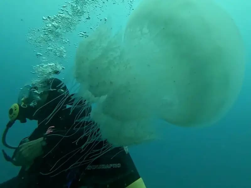 Antalya Körfezi'nde Denizanası Yoğunluğu Balıkçılara Zor Anlar Yaşatıyor
