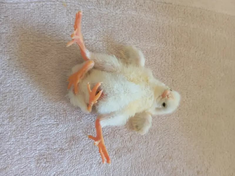 Diyarbakır'da Dört Ayaklı Civciv Görenleri Şaşırttı