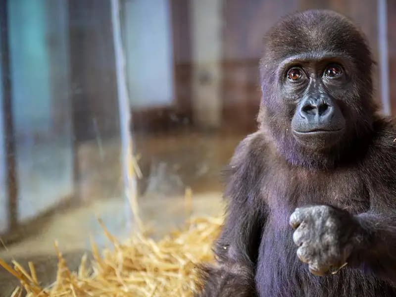 Goril Yavrusunun İsim Anketi Sonuçlandı!